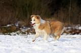 BORDER COLLIE 1203